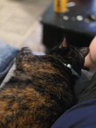 Reunited Female Cat last seen A block north of Sullivant, Columbus, OH 43222