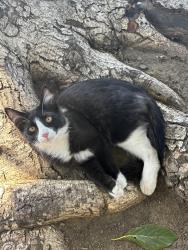 Lost Male Cat last seen W foothill blvd, Glendora, CA 91740