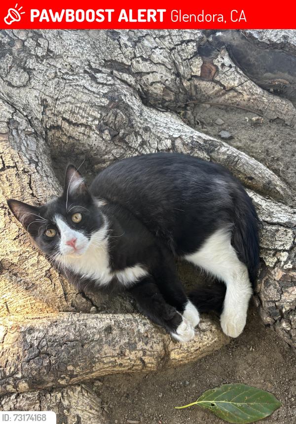 Lost Male Cat last seen W foothill blvd, Glendora, CA 91740
