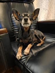 Lost Female Dog last seen Lawrence Ave between San Gabriel Blvd and E Arroyo Dr, Rosemead, CA 91770