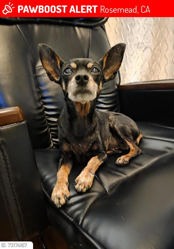 Lost Female Dog last seen Lawrence Ave between San Gabriel Blvd and E Arroyo Dr, Rosemead, CA 91770