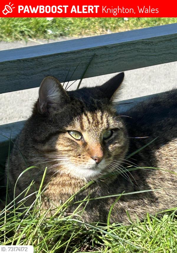 Lost Male Cat last seen Knighton, Knighton, Wales 