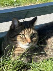 Lost Male Cat last seen Knighton, Knighton, Wales 