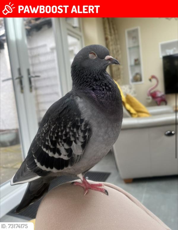 Lost Female Bird last seen Gateham Grange Camping Field, Alstonefield, England DE6 2FT