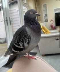 Lost Female Bird last seen Gateham Grange Camping Field, Alstonefield, England DE6 2FT