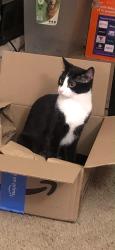 Reunited Female Cat last seen Finn apmts hazelwood mo 63042, Hazelwood, MO 63042