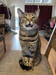 Reunited Male Cat last seen Settlers Park, Aurora CO, Aurora, CO 80012
