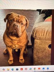 Lost Male Dog last seen Creditor Rd NW, Longbranch, WA 98349