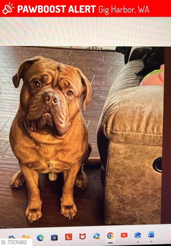 Lost Male Dog last seen Creditor Rd NW, Longbranch, WA 98349
