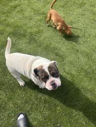 Lost Male Dog last seen Waterloo rd, Stockton, CA 95215