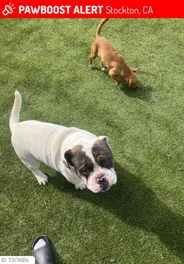 Lost Male Dog last seen Waterloo rd, Stockton, CA 95215