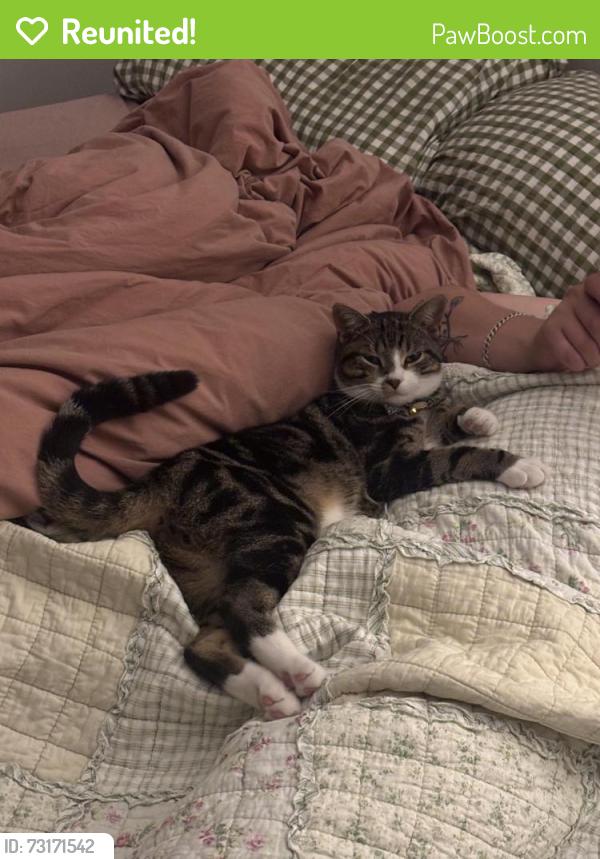 Reunited Male Cat last seen Shell garage on the Aylesbury Rd roundabout in Aston Clinton, Aston Clinton, England HP22 0AW