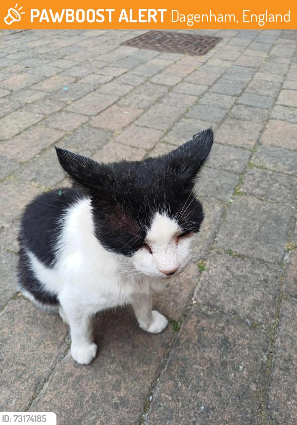 Found/Stray Male Cat last seen Longbridge road, Dagenham, England 