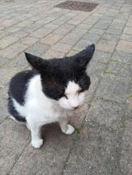 Found/Stray Male Cat last seen Longbridge road, Dagenham, England 