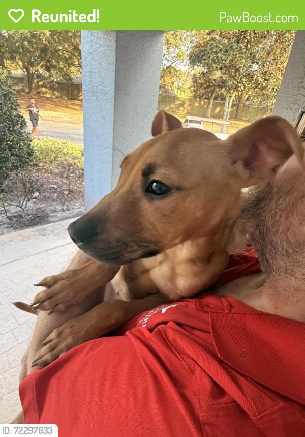 Reunited Male Dog last seen Near Collins Rd, Jacksonville, FL 32244, USA, Jacksonville, FL 32244