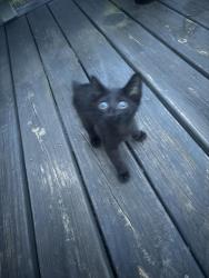 Found/Stray Unknown Cat last seen Belfast and John st, Pickens, SC 29671