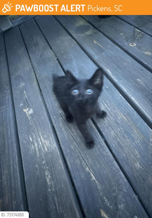 Found/Stray Unknown Cat last seen Belfast and John st, Pickens, SC 29671