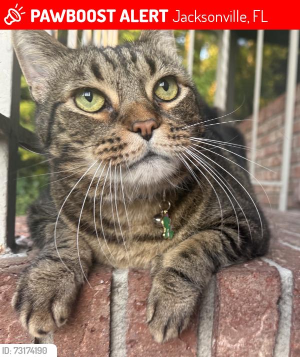 Lost Male Cat last seen Buck Point Road & Ft Sumter, Jacksonville, FL 32210