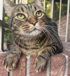 Lost Male Cat last seen Buck Point Road & Ft Sumter, Jacksonville, FL 32210