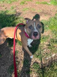 Shelter Stray Male Dog last seen Near Windsor ave, 21216, MD, 2490 Giles Rd, Baltimore, MD 21225, USA