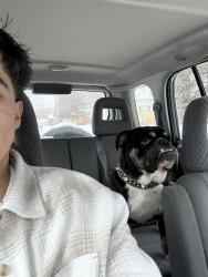 Reunited Male Dog last seen Near harp st se, Grand Rapids, MI 49548