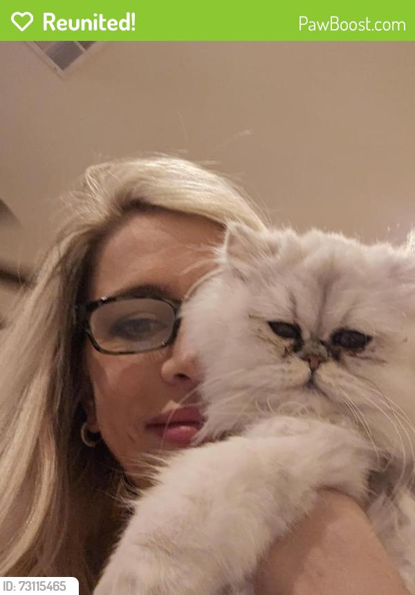 Reunited Female Cat last seen Buffalo Ford/Jerlyn st 89113, Las Vegas, NV 89113