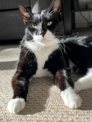 Reunited Male Cat last seen B73 5HT, Birmingham, England B73 5HT