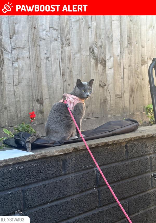 Lost Female Cat last seen St Mary Redcliffe Church, Redcliffe, England BS1 6RE