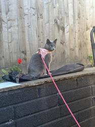 Lost Female Cat last seen St Mary Redcliffe Church, Redcliffe, England BS1 6RE