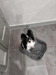 Reunited Unknown Dog last seen Between Yoakum and Main St on Bissonnet, Houston, TX 77005