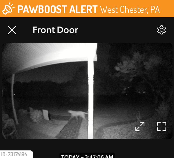 Found/Stray Unknown Dog last seen Boot rd and cherry lane or sycamore and cherry lane 19380, West Chester, PA 19380