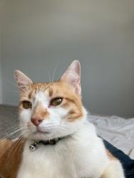 Reunited Male Cat last seen Walmart, the sunterra neighborhood., Katy, TX 77493