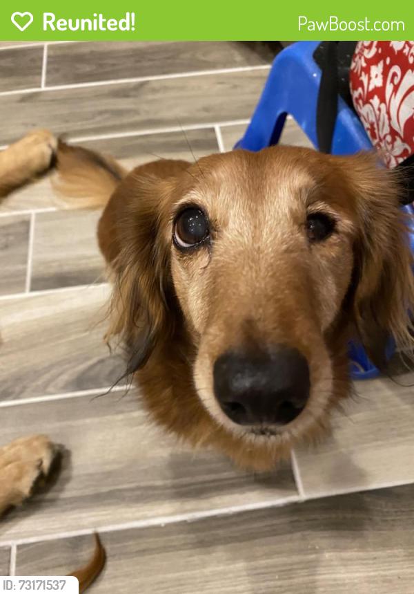Reunited Male Dog last seen Dripping Springs Legacy Trails neighborhood, Raton Pass and Pecos Crossing, Dripping Springs, TX 78620