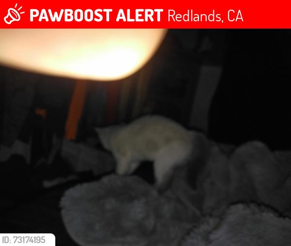 Lost Female Cat last seen Church and orange st, Redlands, CA 92374