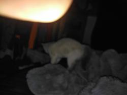 Lost Female Cat last seen Church and orange st, Redlands, CA 92374