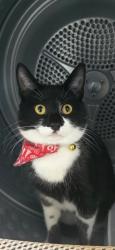 Reunited Female Cat last seen Wessex close SR55SN, Tyne and Wear, England SR5 5SN