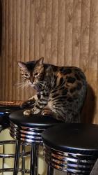 Reunited Male Cat last seen Dublin Drive, Maryville, TN 37803