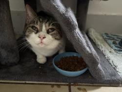 Reunited Male Cat last seen Bajo street and parkwood, Pittsburgh, PA 15210