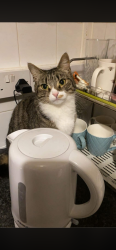 Lost Female Cat last seen Glebe farm road b339nb, West Midlands, England B33 9NB