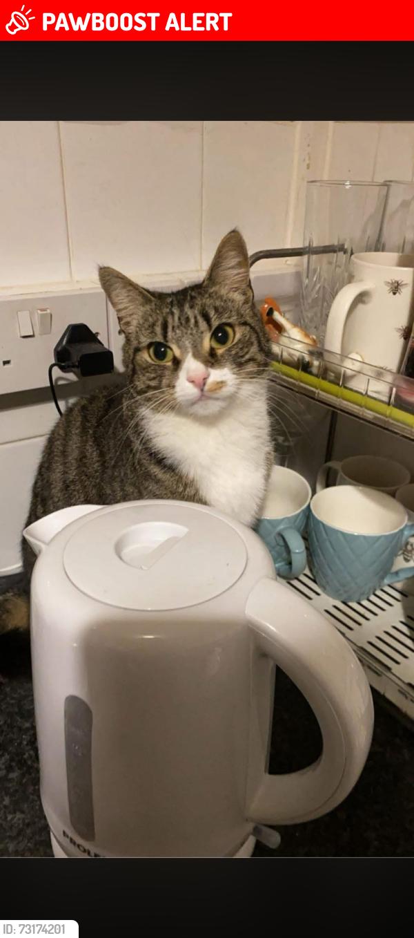 Lost Female Cat last seen Glebe farm road b339nb, West Midlands, England B33 9NB