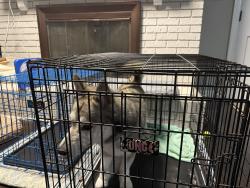 Found/Stray Male Dog last seen SDA church, Winston-Salem, NC 27107