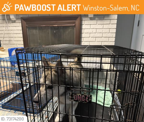 Found/Stray Male Dog last seen SDA church, Winston-Salem, NC 27107