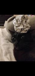 Lost Male Cat last seen ., Dallas, TX 75201