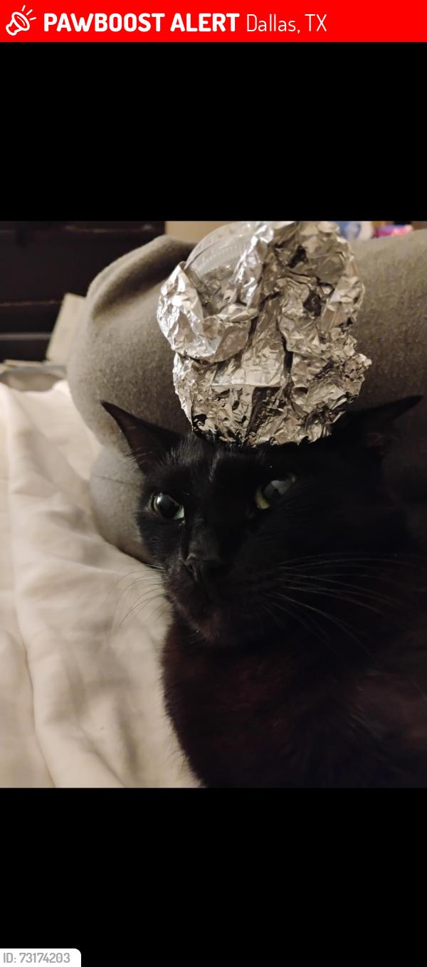Lost Male Cat last seen ., Dallas, TX 75201