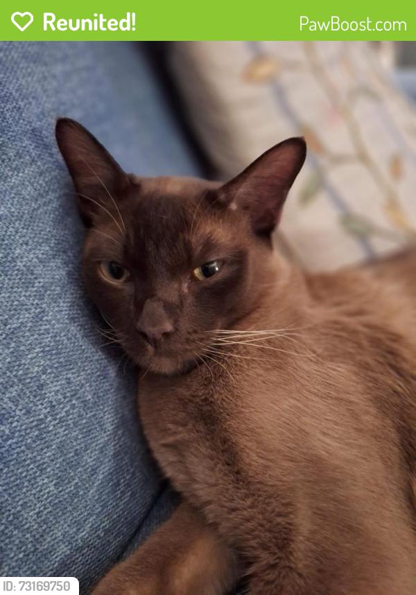 Reunited Male Cat last seen Possible sighting near Winchcombe Park/Doctor's surgery, Winchcombe, England 