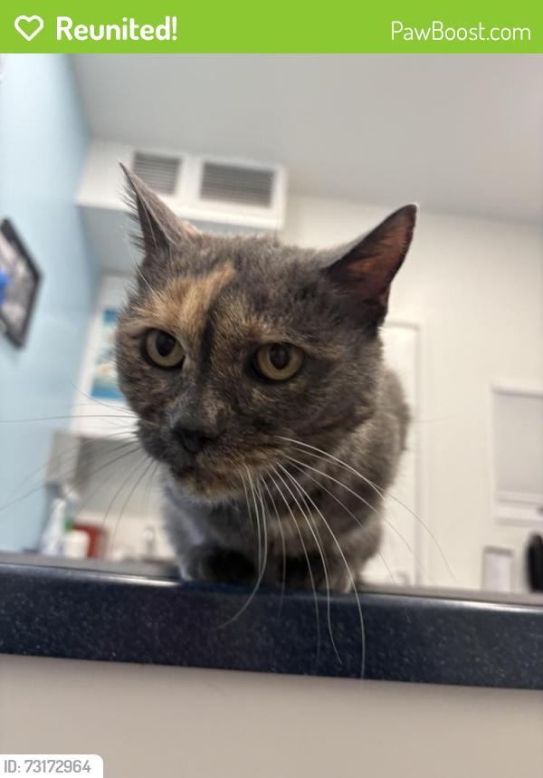 Reunited Female Cat last seen Benning & 23rd Pl NE, Washington, DC 20002
