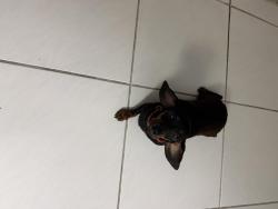 Found/Stray Unknown Dog last seen Debra Blvd, Panama City, FL 32405