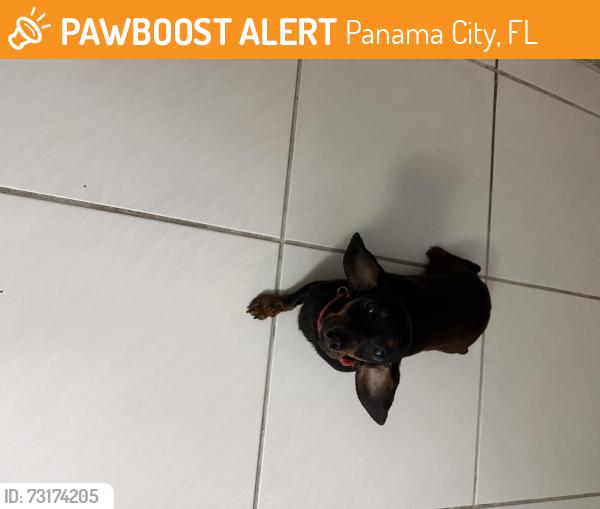 Found/Stray Unknown Dog last seen Debra Blvd, Panama City, FL 32405