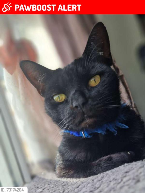 Lost Male Cat last seen Waverley Road, Bloxwich, England WS3 2SW