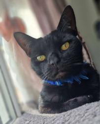 Lost Male Cat last seen Waverley Road, Bloxwich, England WS3 2SW